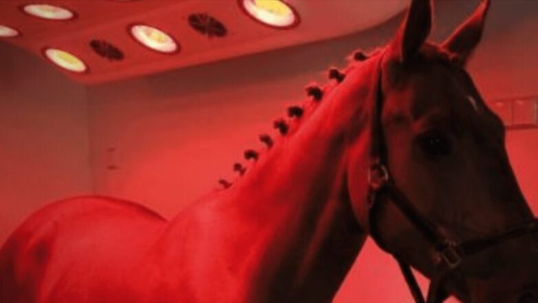 Red Light Therapy for Horses