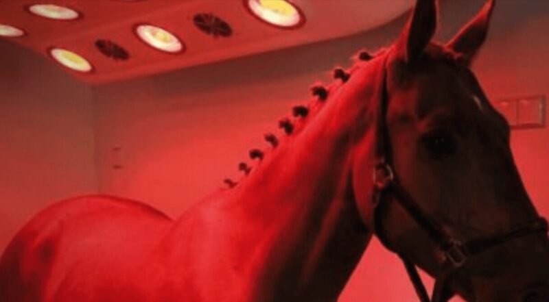 Presenting Red Light Therapy for Horses: Advantages and Techniques of Application